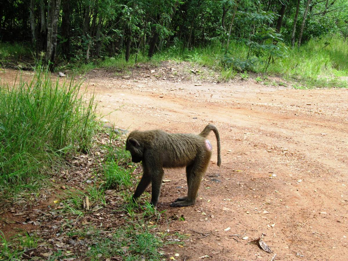Half Day Trip to Shai Hills Baboon on dirt road at Shai Hills