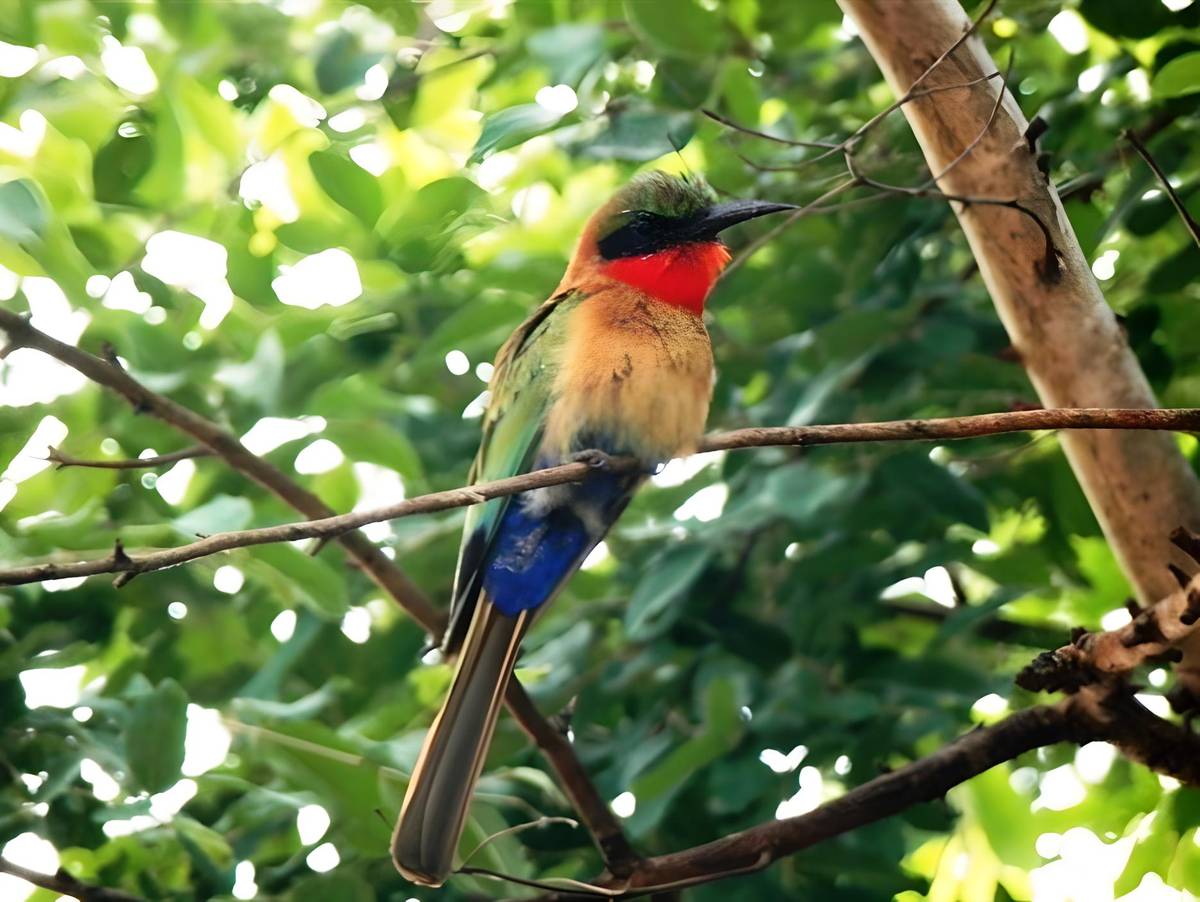 Birding in the Atewa Forest Red-throated bee-eater
