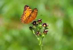 beautiful butterfly on a flower