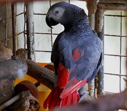 Grey Parrot in Ghana