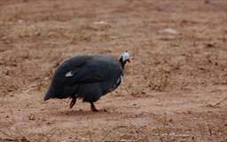 Guineafowl at Mole National Park