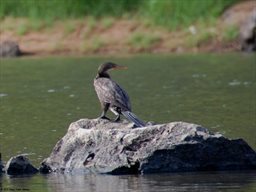 Long Tailed Cormorant in Ghana