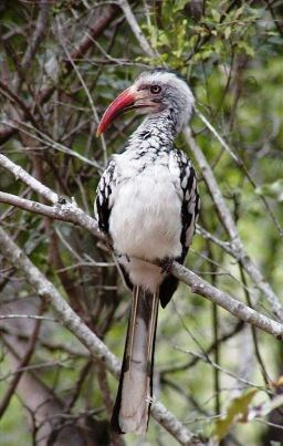 Red-billed Hornbill in Ghana