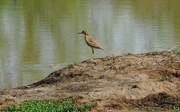 Sandpiper at Mole National Park