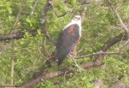 Eagle in Ghana