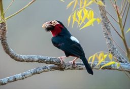 Bearded Barbet