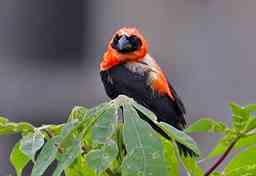 Black Winged Bishop