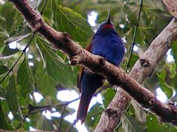 Blue moustached bee eater in Ghana