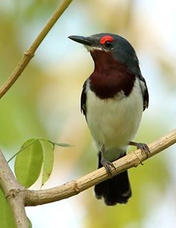 common wattle eye in Ghana