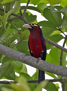 Double toothed barbet in Ghana