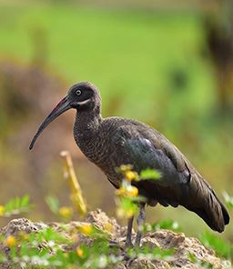 Hadada ibis