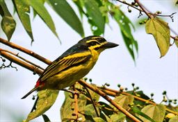 red-rumped tinkerbird in ghana