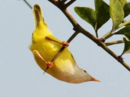 Senegal Eremomela