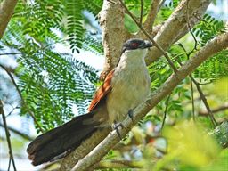 Senegal coucal in tree