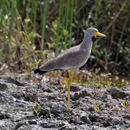 wattled lapwing