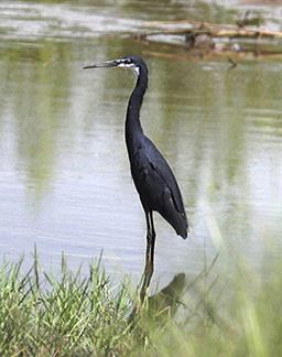 Western reef heron in Ghana