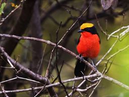 Yellow crowned gonolek