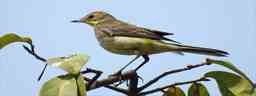 yellow wagtail