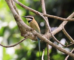 Bird on branch