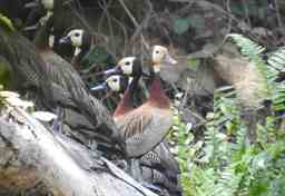 white faced whistling ducks