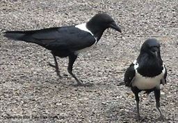 Pied Crow in Ghana (common name: Police Bird)