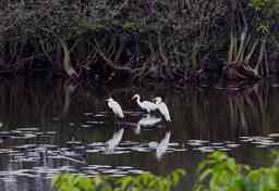 birds at mangrove forest