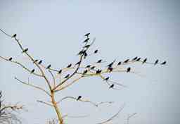 black birds on a tree