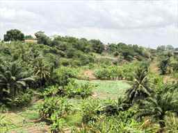 coconut and plantain farm