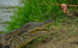 Crocodile feeding 