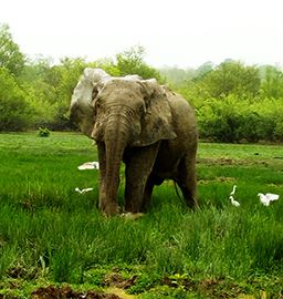 elephant and cattle egrets