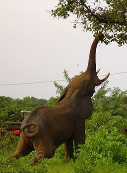 elephant snacking