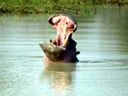 Hippo with an open mouth