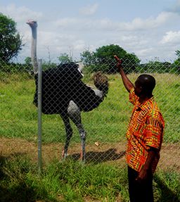 Ostrich in Ghana