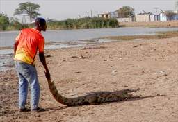 Crocodile at Paga, Ghana