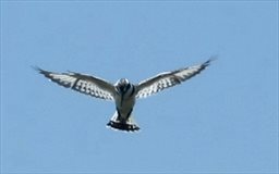 pied kingfisher with wings fully spread