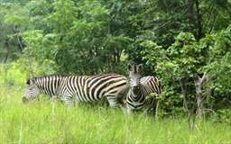 Zebra at Shai Hills